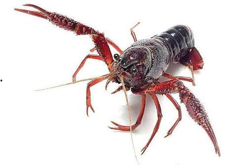 杭州爆料小龙虾事件视频,食品安全引关注